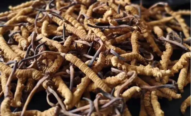 新鮮冬蟲夏草怎么保存，鮮草怎么吃？