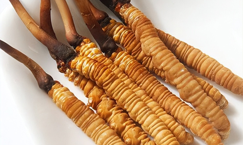 冬蟲夏草的吃法，冬蟲夏草的家常做法