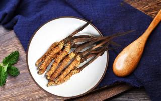 冬蟲夏草有何藥用價值，蟲草有啥子作用