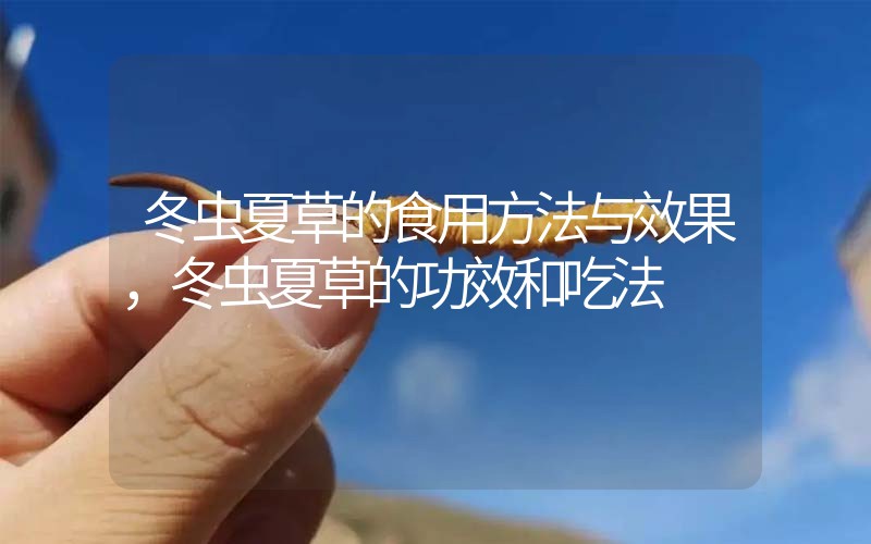 冬蟲夏草的食用方法與效果，冬蟲夏草的食用方法！