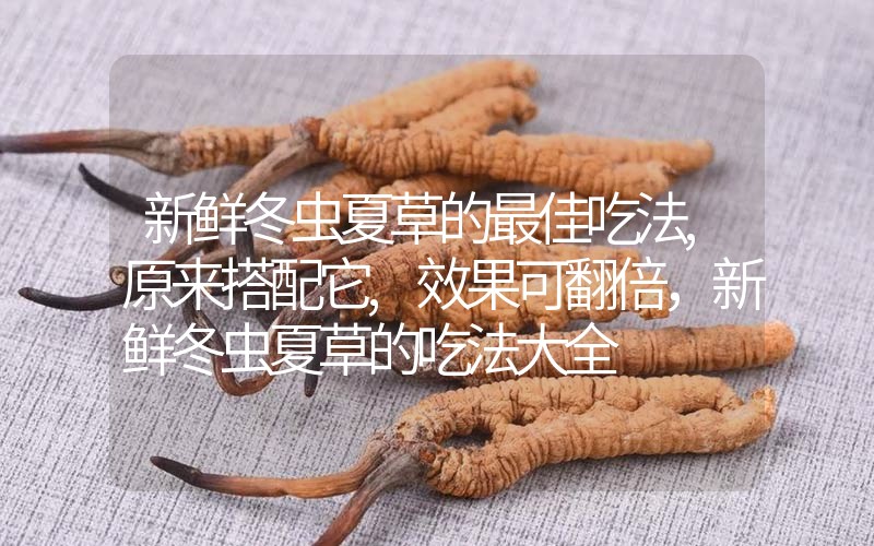 新鮮冬蟲(chóng)夏草的最佳吃法,原來(lái)搭配它,效果可翻倍，新鮮冬蟲(chóng)夏草的吃法大全