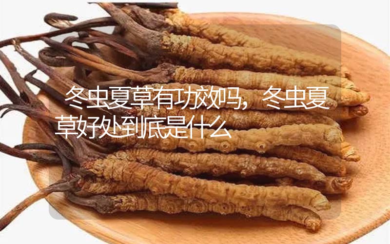 冬蟲(chóng)夏草到底有什么神奇作用?冬蟲(chóng)夏草好處到底有哪些？