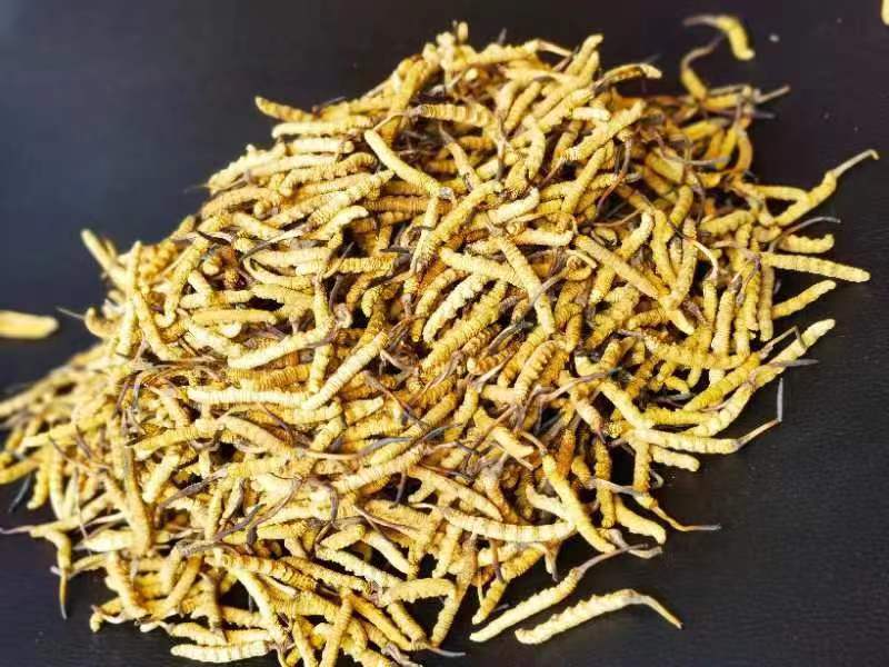 冬蟲(chóng)夏草哪幾種食用方法比較好呢？推薦幾種參考