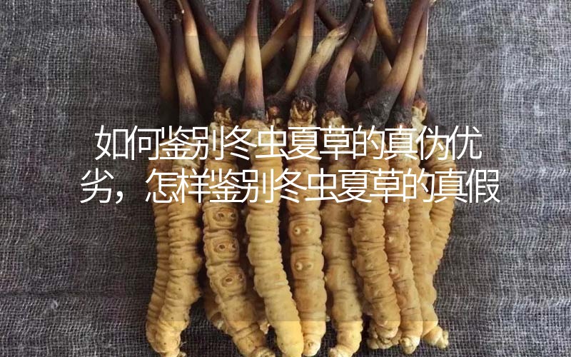 如何鑒別冬蟲夏草的真?zhèn)蝺?yōu)劣，怎樣鑒別冬蟲夏草的真假