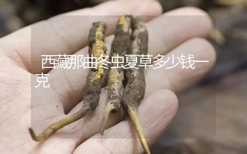 西藏那曲冬蟲夏草多少錢一克？