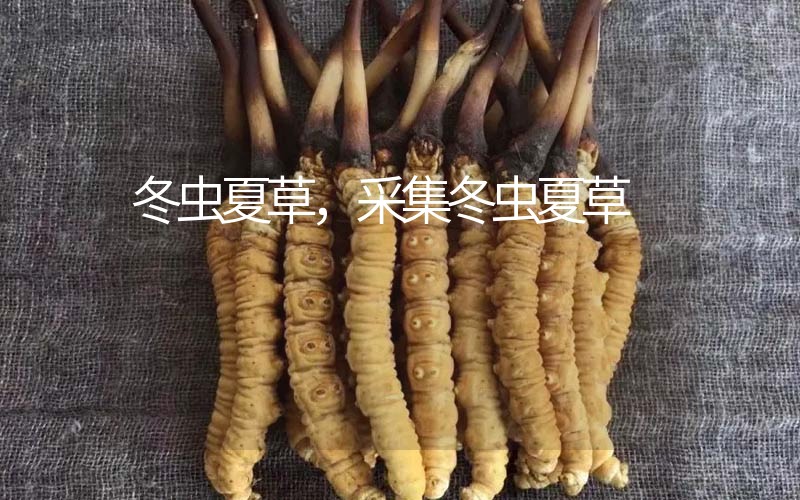 冬蟲夏草采挖時間，什么時候采集冬蟲夏草