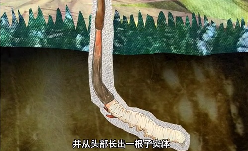 冬蟲夏草到底是蟲還是草？你猜到了嗎？