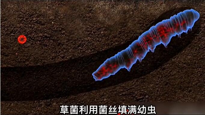 神奇的冬蟲夏草為什么能從蟲子變成草？它到底是怎么形成的呢？