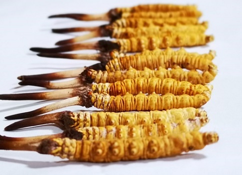 新鮮冬蟲夏草多少錢一根？吃什么樣的好呢