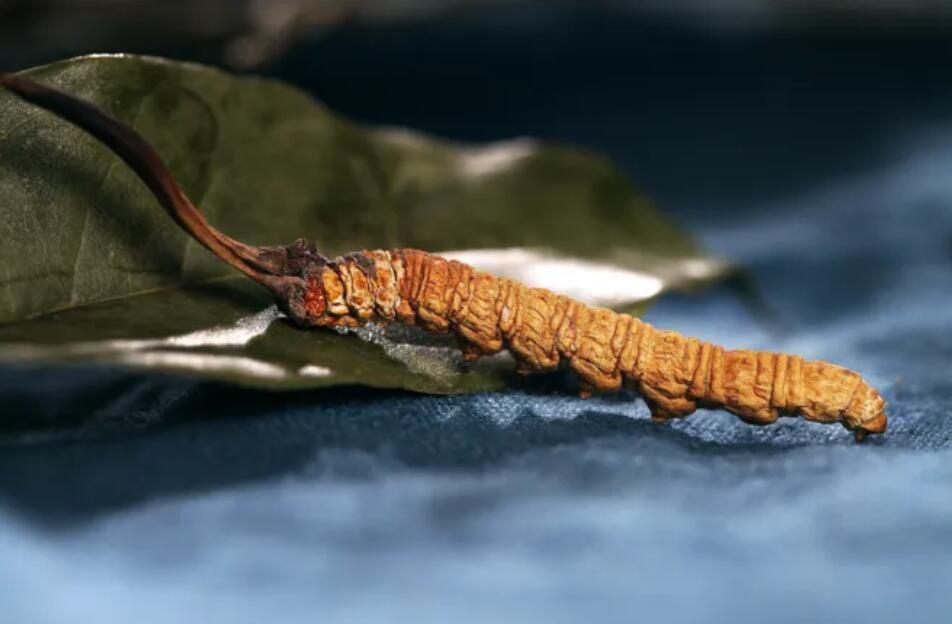 冬蟲夏草的由來，冬蟲夏草是怎么形成的？