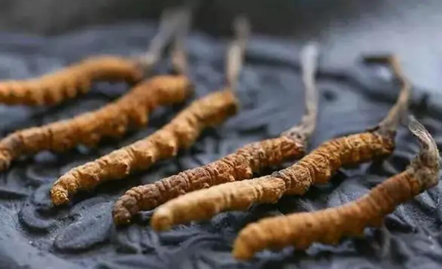 冬蟲夏草價格貴嗎？冬蟲夏草一般多少錢？