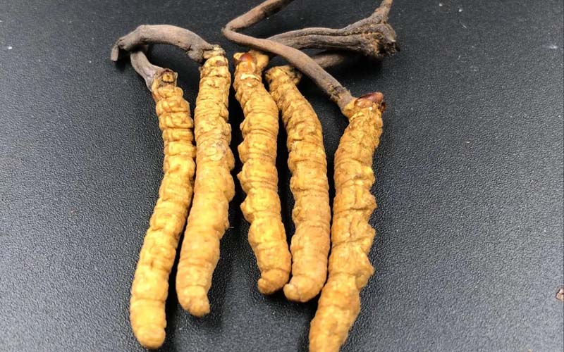 影響冬蟲夏草的價(jià)格因素有哪些？