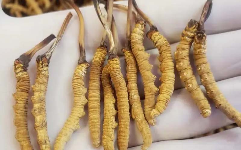 吃冬蟲(chóng)夏草會(huì)過(guò)敏嗎？冬蟲(chóng)夏草禁忌！