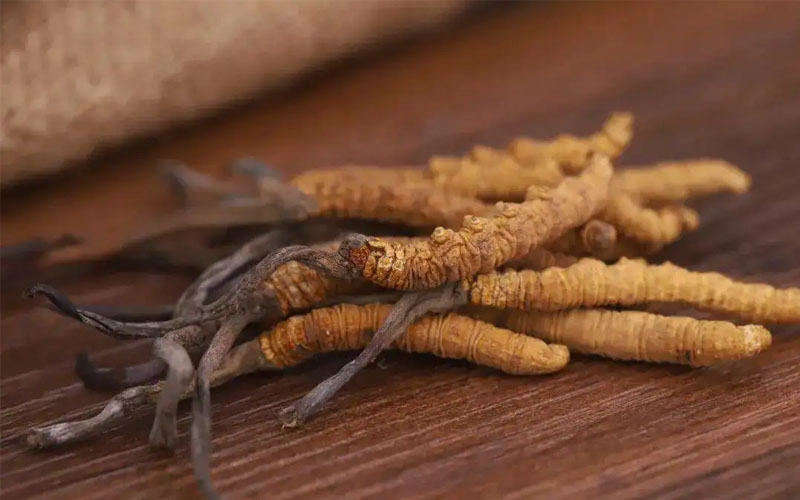 冬蟲夏草怎樣吃效果好？冬蟲夏草的食用方法！