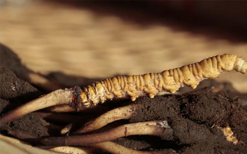 為什么有的人吃蟲草沒有效果？