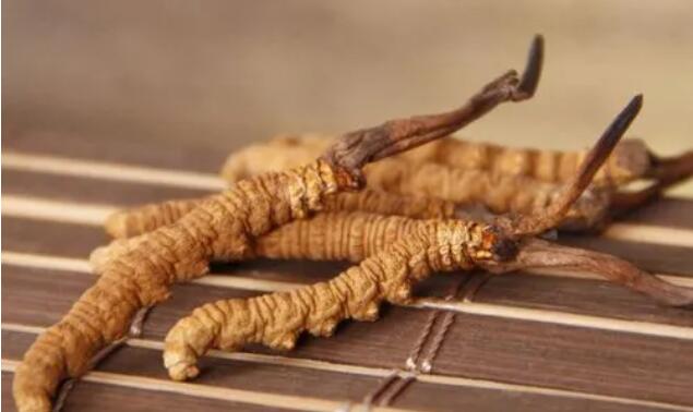 新鮮真假冬蟲夏草辨別方式？