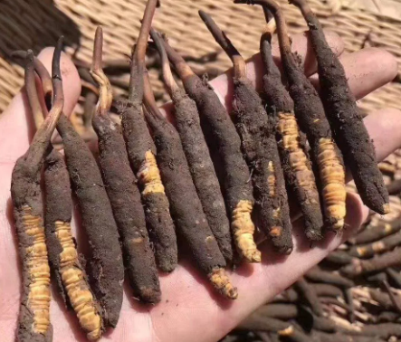 <a href=http://www.xmwhr.com/xinxian/ target=_blank class=infotextkey>新<a href=http://www.xmwhr.com/xinxian/ target=_blank class=infotextkey>鮮冬蟲夏草</a></a>