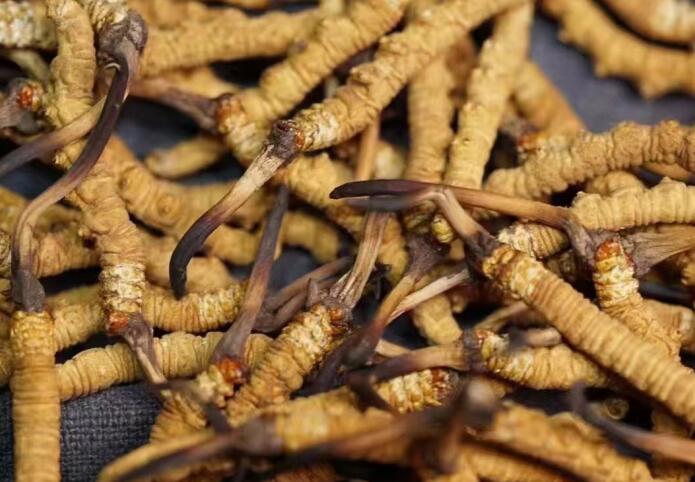 <a href=http://www.xmwhr.com/ target=_blank class=infotextkey>冬蟲夏草</a>