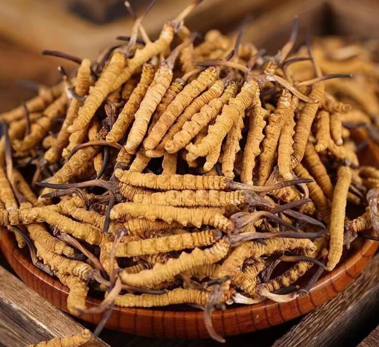 冬蟲(chóng)夏草長(zhǎng)什么樣子 外觀顏色與品質(zhì)的關(guān)系