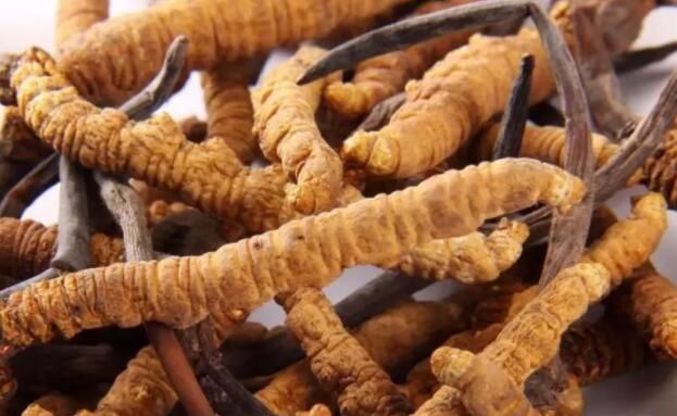 <a href=http://www.xmwhr.com/chifa/ target=_blank class=infotextkey>冬蟲夏草的吃法</a>