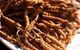 如何購(gòu)買和鑒別冬蟲(chóng)夏草