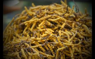 冬蟲夏草與冬季咳嗽