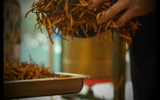 不同產(chǎn)地的冬蟲夏草為什么會(huì)不同？