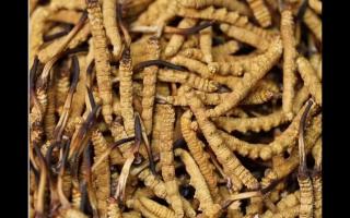 揭秘冬蟲(chóng)夏草源頭的秘密