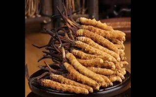 冬蟲夏草有雌雄之分嗎？