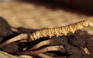 新鮮冬蟲夏草和干草不同之處在哪？