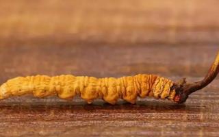 同規(guī)格冬蟲夏草子座短的價格更高一些！