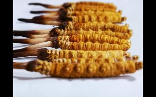 正宗高品質(zhì)冬蟲(chóng)夏草怎么辨別？