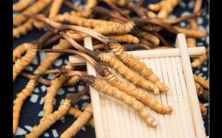 五個特征暴露冬蟲夏草質(zhì)量優(yōu)劣！