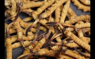 冬蟲夏草的產(chǎn)量為何一年不如一年呢？