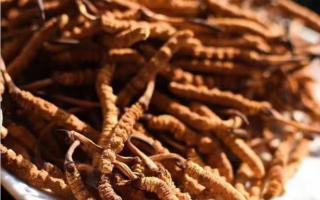 過(guò)敏體質(zhì)的可以吃冬蟲夏草嘛？