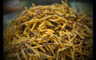 冬蟲(chóng)夏草價(jià)格與品質(zhì)的關(guān)系！