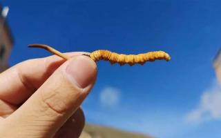 冬蟲夏草大小不一是否影響品質(zhì)？