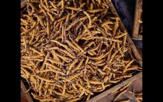 冬蟲夏草和亞香棒蟲草有何區(qū)別？