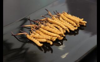 為何有的冬蟲夏草里面會放牙簽？