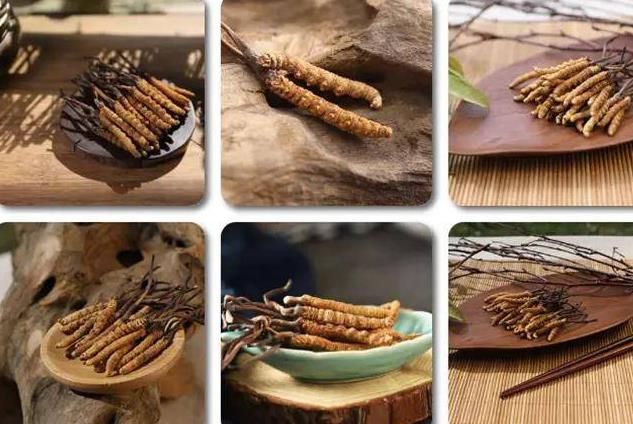 冬蟲夏草和白蟲草有什么區(qū)別？