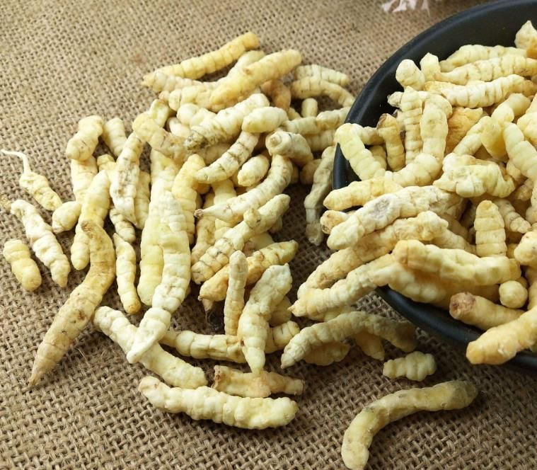 冬蟲夏草和白蟲草有什么區(qū)別？