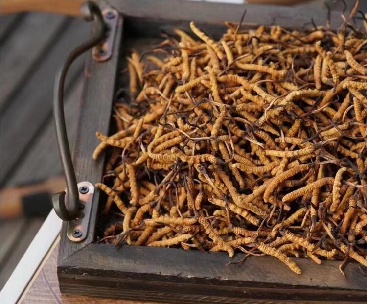 冬蟲夏草如何分級(jí)？