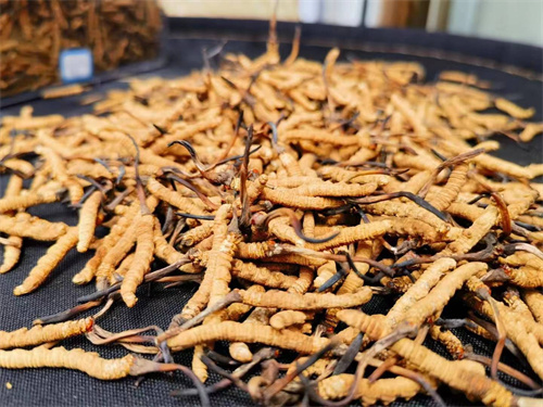 哪些人不能吃冬蟲夏草？這5類人慎食冬蟲夏草