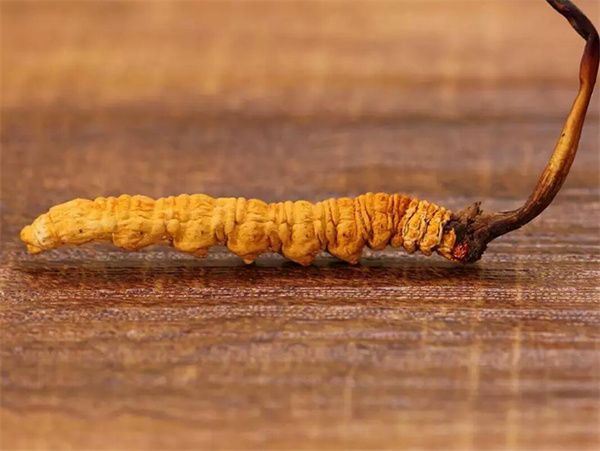 冬蟲夏草草頭越長品質(zhì)越好嗎？草頭越長冬蟲夏草品質(zhì)越好