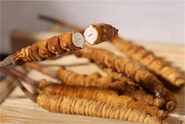 冬蟲夏草可以直接食用嗎？直接生吃無法發(fā)揮冬蟲夏草藥理作用