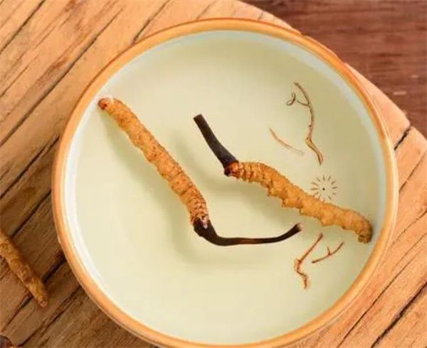 冬蟲夏草可以泡水喝嗎？冬蟲夏草泡水的步驟