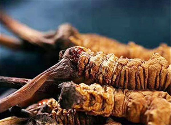 冬蟲夏草什么時(shí)候吃最好？吃冬蟲夏草最好的3個(gè)時(shí)間點(diǎn)