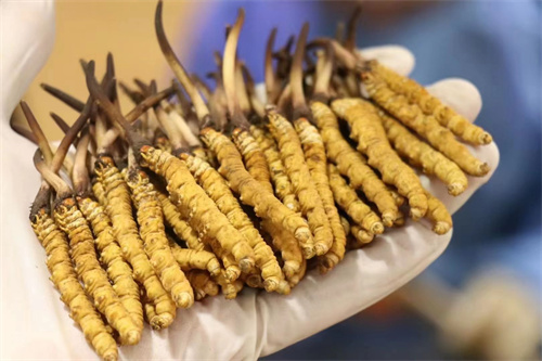 冬蟲夏草不能和什么一起吃？冬蟲夏草應(yīng)避免與6類食材同時(shí)食用