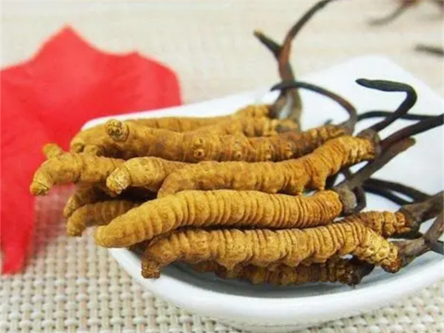 冬蟲夏草怎么食用？冬蟲夏草的4種食用方法