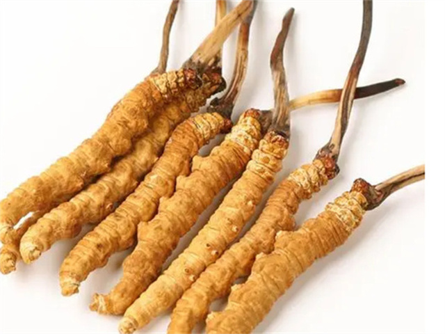 男人適合食用冬蟲(chóng)夏草嗎？冬蟲(chóng)夏草的藥用價(jià)值